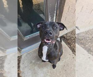 American Bulldog-Unknown Mix Dogs for adoption in London, Ontario, Canada
