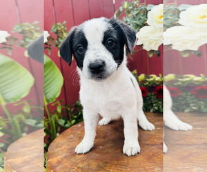 Mutt Dogs for adoption in Marina Del Rey, CA, USA