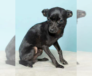 Chihuahua-Unknown Mix Dogs for adoption in Corona, CA, USA