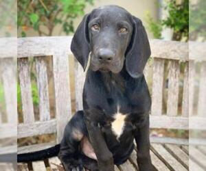 Bloodhound Dogs for adoption in Fredericksburg, TX, USA