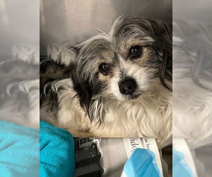 Mutt Dogs for adoption in Downey, CA, USA