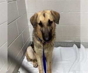 German Shepherd Dog Dogs for adoption in Naples, FL, USA