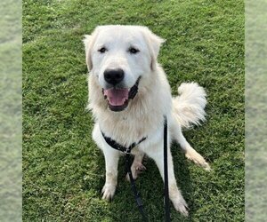 Great Pyrenees Dogs for adoption in St Louis, MO, USA