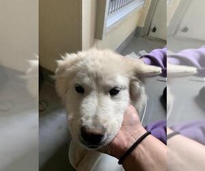 Great Pyrenees-Unknown Mix Dogs for adoption in Santa Cruz, CA, USA