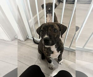 Boxer-Unknown Mix Dogs for adoption in Dana Point, CA, USA