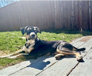 Mutt Dogs for adoption in Springdale, PA, USA