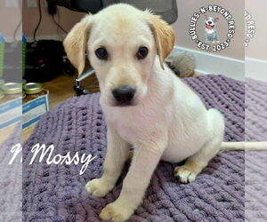 Labrador Retriever-Unknown Mix Dogs for adoption in Omaha, NE, USA