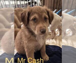 Labrador Retriever-Unknown Mix Dogs for adoption in Tonopah, AZ, USA