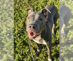 American Staffordshire Terrier Dogs for adoption in Fort Lauderdale, FL, USA