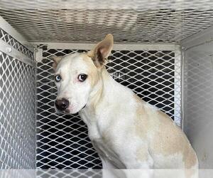 Huskies -Unknown Mix Dogs for adoption in Bakersfield, CA, USA
