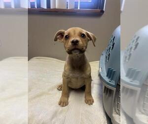 American Pit Bull Terrier Dogs for adoption in Redlands, CA, USA