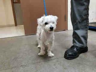 Maltese Dogs for adoption in Reeds, MO, USA