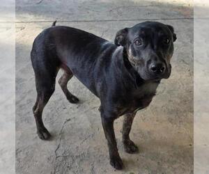 German Shorthaired Pointer-Unknown Mix Dogs for adoption in Camarillo, CA, USA