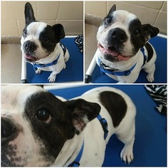 French Bulldog Dogs for adoption in Canon City, CO, USA