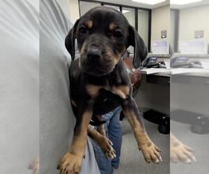 Rottweiler-Unknown Mix Dogs for adoption in Pasadena, TX, USA