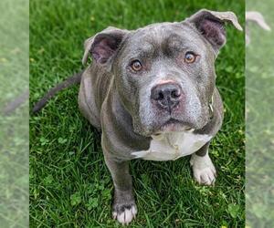 Staffordshire Bull Terrier Dogs for adoption in Akron, OH, USA