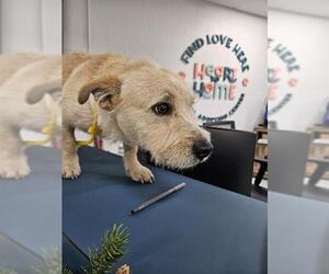 Norwich Terrier-Unknown Mix Dogs for adoption in Temple, TX, USA