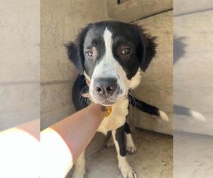 Border Collie-Unknown Mix Dogs for adoption in Oklahoma City, OK, USA