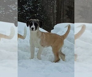 Great Pyrenees-Unknown Mix Dogs for adoption in Croydon, NH, USA