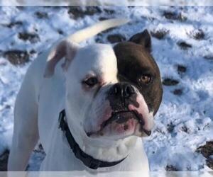 American Bulldog Dogs for adoption in Millersville, MD, USA