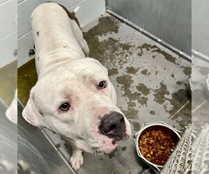 American Bulldog Dogs for adoption in Tavares, FL, USA