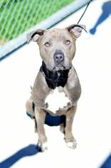Medium Photo #1 American Pit Bull Terrier Puppy For Sale in Salt Lake City, UT, USA