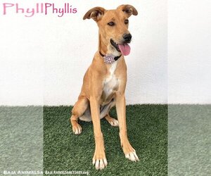 American Staffordshire Terrier-Labrador Retriever Mix Dogs for adoption in San Diego, CA, USA