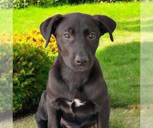 Labrador Retriever-Unknown Mix Dogs for adoption in San Diego, CA, USA