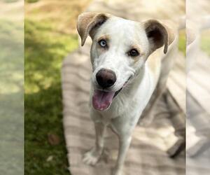 Huskies -Pointer Mix Dogs for adoption in Oakhurst, NJ, USA