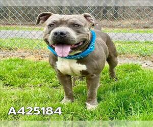 American Pit Bull Terrier Dogs for adoption in Conroe, TX, USA