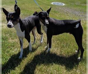 Basenji Dogs for adoption in Fargo, ND, USA