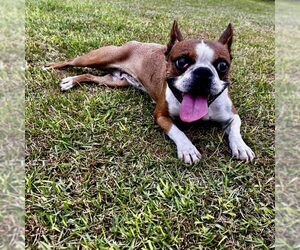 Boston Terrier Dogs for adoption in Spring Lake, NC, USA