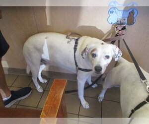 Mutt Dogs for adoption in Ocala, FL, USA
