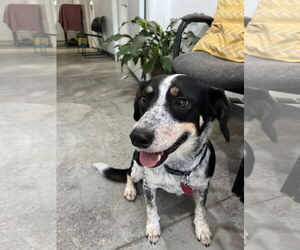 Beagle-Unknown Mix Dogs for adoption in Minneapolis, MN, USA