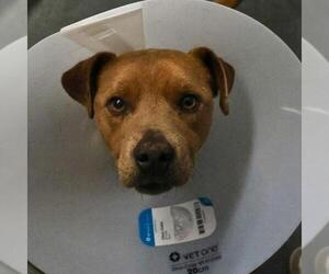 American Staffordshire Terrier-Unknown Mix Dogs for adoption in San Antonio, TX, USA