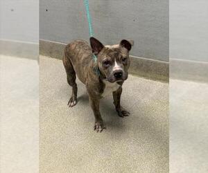 Mutt Dogs for adoption in Las Vegas, NV, USA