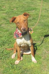 Labrador Retriever-Unknown Mix Dogs for adoption in Poughkeepsie, GA, USA
