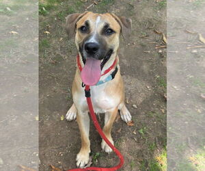 Labrador Retriever-Unknown Mix Dogs for adoption in Rockaway, NJ, USA