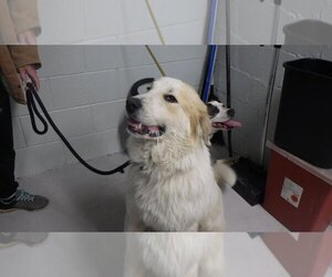 Great Pyrenees-Unknown Mix Dogs for adoption in Augusta, GA, USA