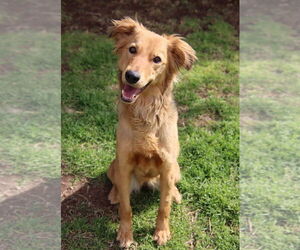 Golden Retriever-Unknown Mix Dogs for adoption in Glendale , AZ, USA