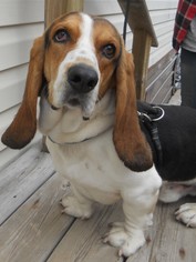 Basset Hound Dogs for adoption in Siren, WI, USA
