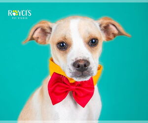 Chihuahua-Unknown Mix Dogs for adoption in Sandy, UT, USA