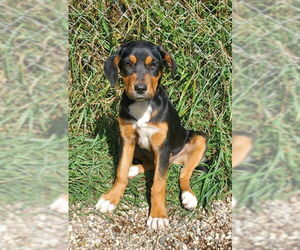 German Shepherd Dog-Unknown Mix Dogs for adoption in Lake City, MI, USA