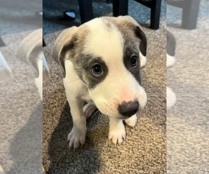 American Pit Bull Terrier Dogs for adoption in Uwchlan, PA, USA