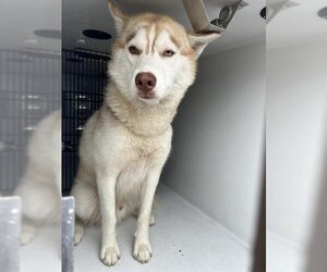 Siberian Husky Dogs for adoption in Houston, TX, USA