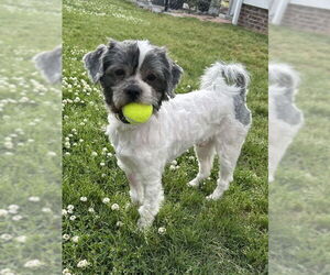 Shih Tzu Dogs for adoption in Pacolet, SC, USA