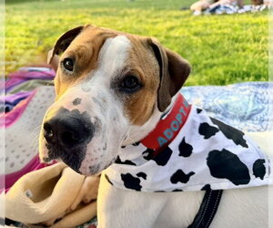 Mutt Dogs for adoption in Boston, MA, USA