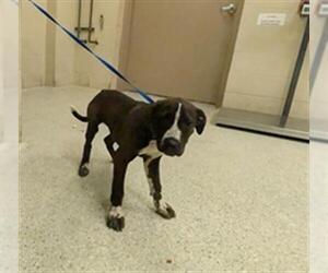 Labrador Retriever-Unknown Mix Dogs for adoption in Conroe, TX, USA