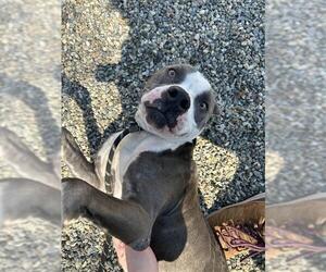 American Pit Bull Terrier-Unknown Mix Dogs for adoption in Palmetto, FL, USA