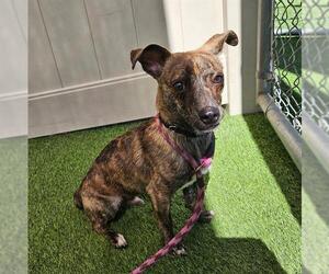 Chihuahua Dogs for adoption in Camarillo, CA, USA